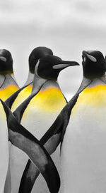 Penguins Pop Wall Art