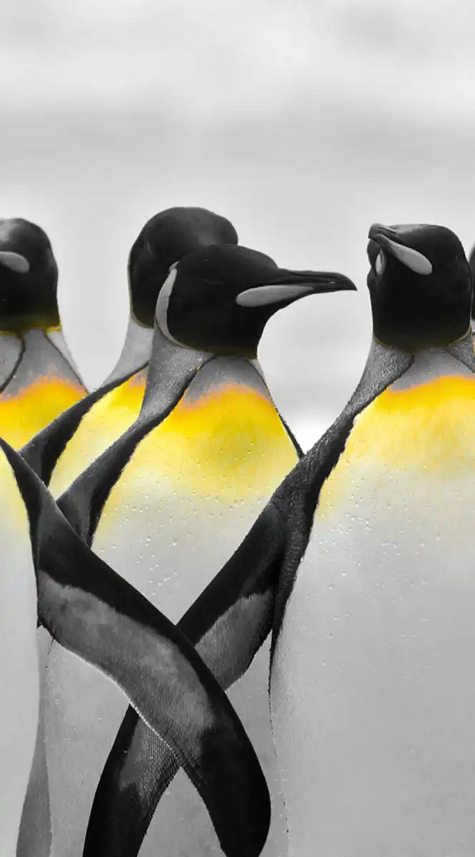 Penguins Pop Wall Art