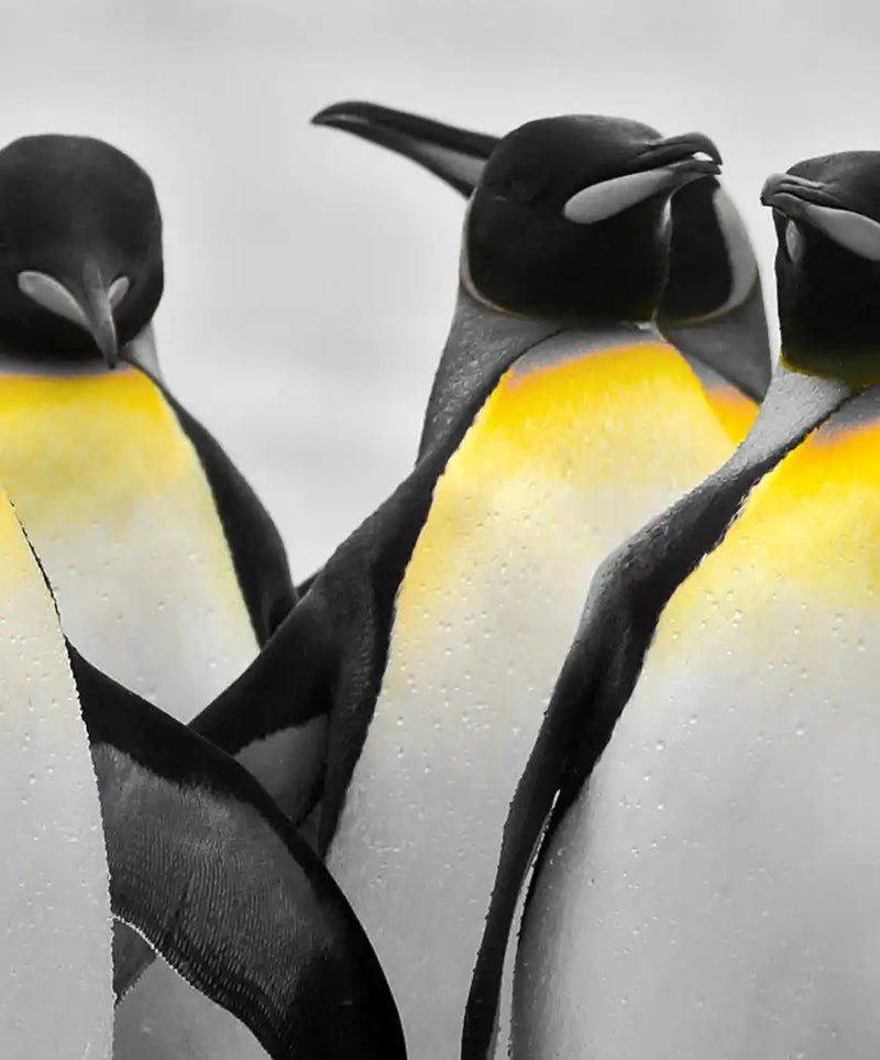 Penguins Pop Wall Art