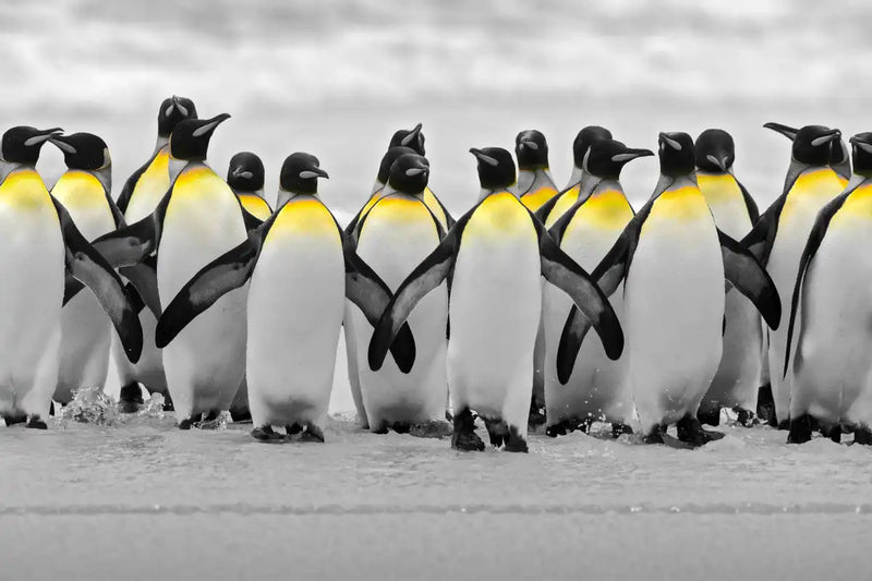 Penguins Pop Wall Art