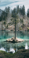 Pine Trees Wall Art