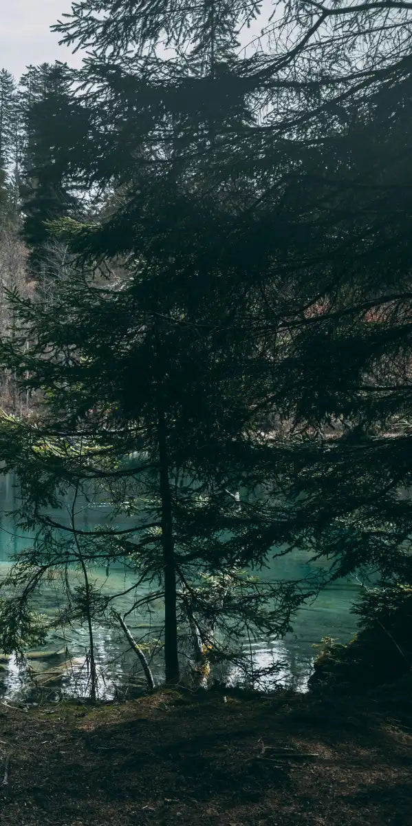 Pine Trees Wall Art