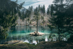 Pine Trees Wall Art