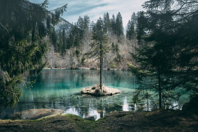 Pine Trees Wall Art