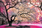 Pink Bloom Claw Trees Wall Art