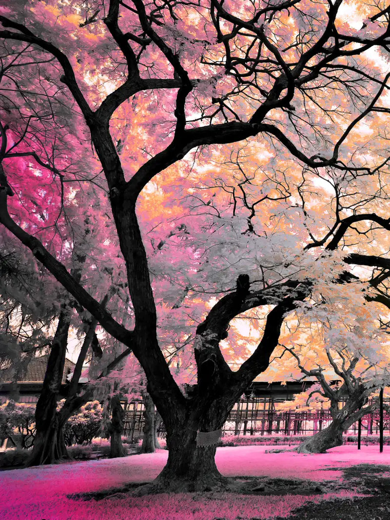 Pink Bloom Claw Trees Wall Art