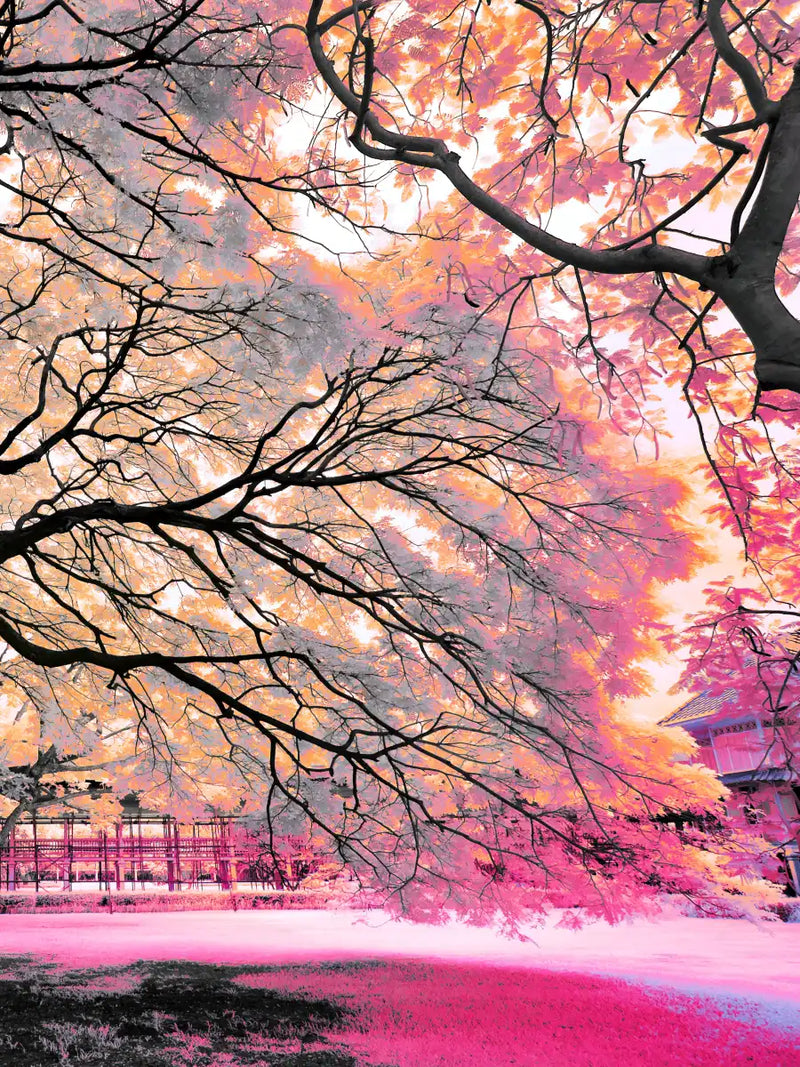 Pink Bloom Claw Trees Wall Art