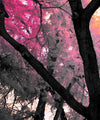 Pink Bloom Claw Trees Wall Art