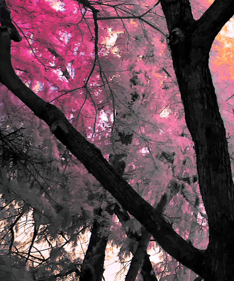 Pink Bloom Claw Trees Wall Art