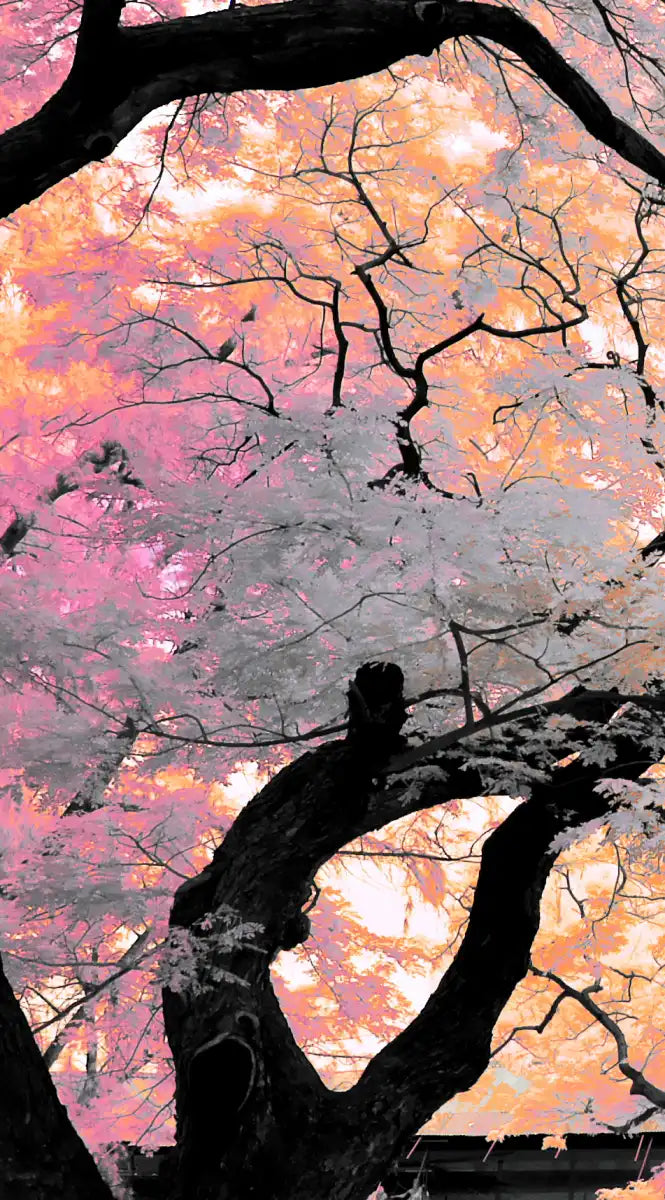 Pink Bloom Claw Trees Wall Art