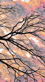 Pink Bloom Claw Trees Wall Art