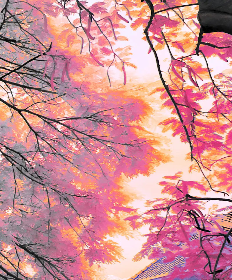 Pink Bloom Claw Trees Wall Art