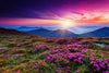 Pink Flowers At Sunset Wall Art