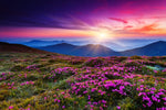 Pink Flowers At Sunset Wall Art
