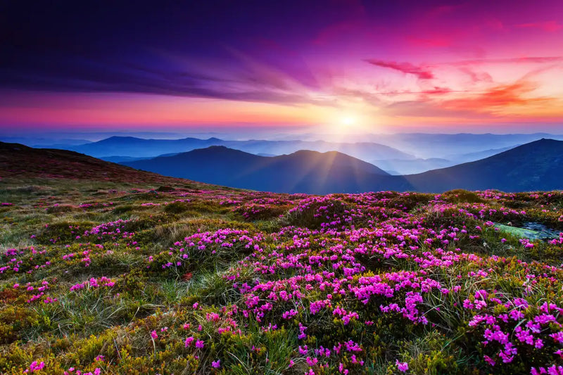 Pink Flowers At Sunset Wall Art