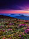 Pink Flowers At Sunset Wall Art