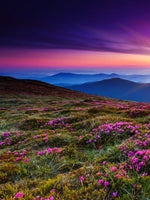 Pink Flowers At Sunset Wall Art