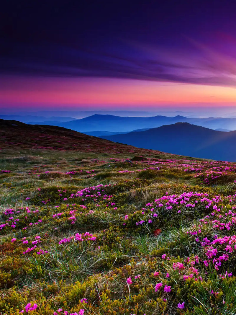 Pink Flowers At Sunset Wall Art