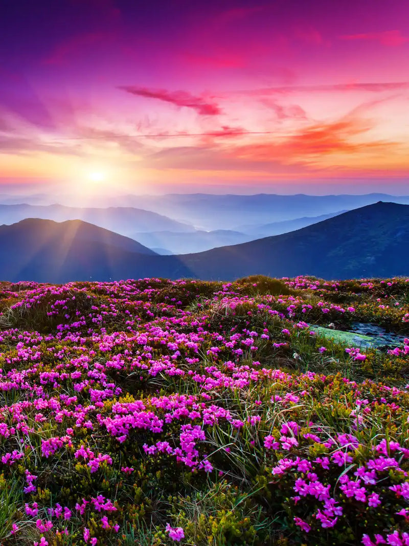 Pink Flowers At Sunset Wall Art