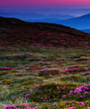 Pink Flowers At Sunset Wall Art