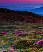 Pink Flowers At Sunset Wall Art