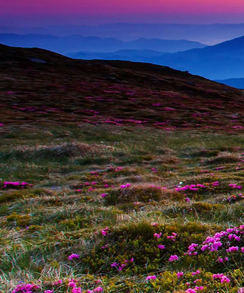 Pink Flowers At Sunset Wall Art