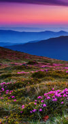 Pink Flowers At Sunset Wall Art