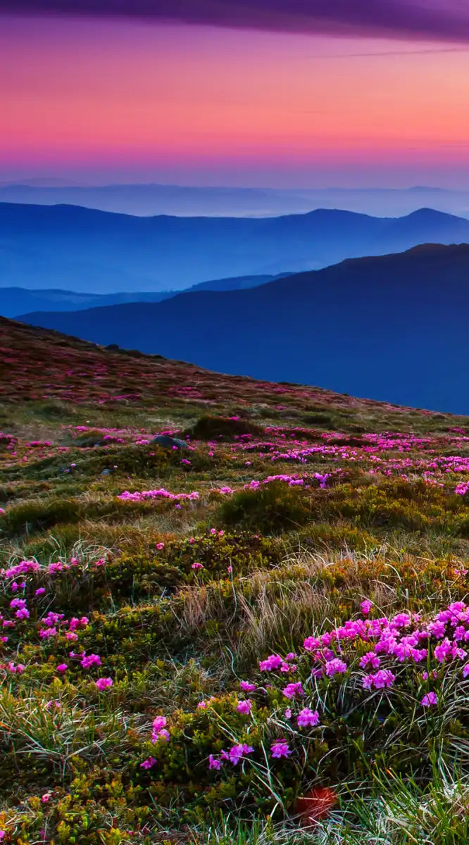 Pink Flowers At Sunset Wall Art