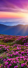 Pink Flowers At Sunset Wall Art