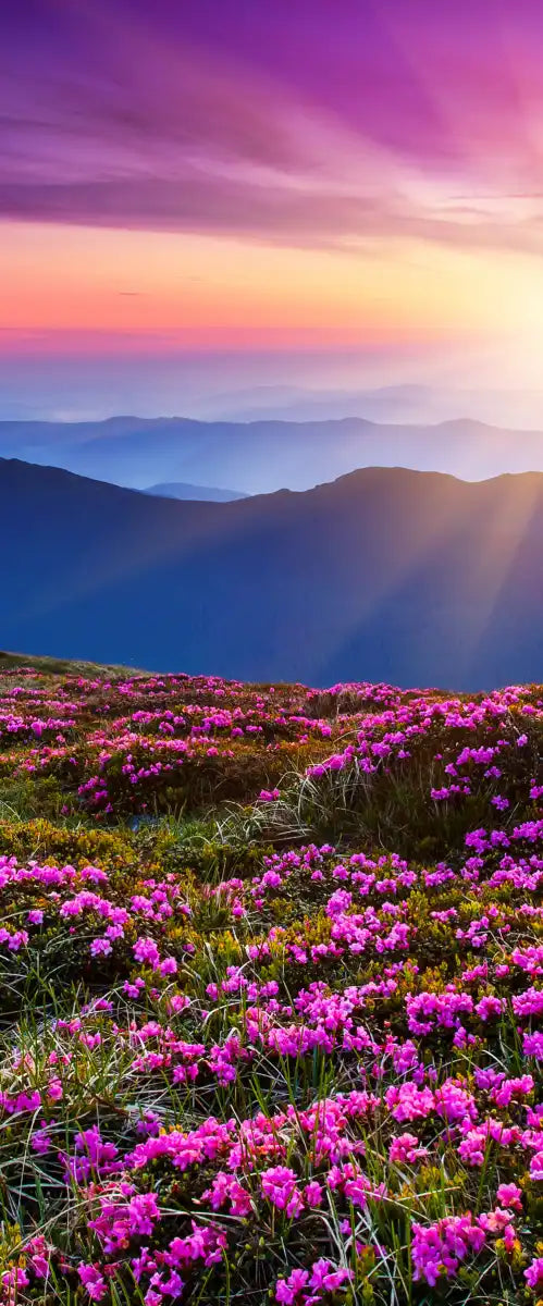 Pink Flowers At Sunset Wall Art