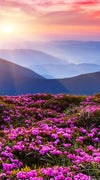 Pink Flowers At Sunset Wall Art