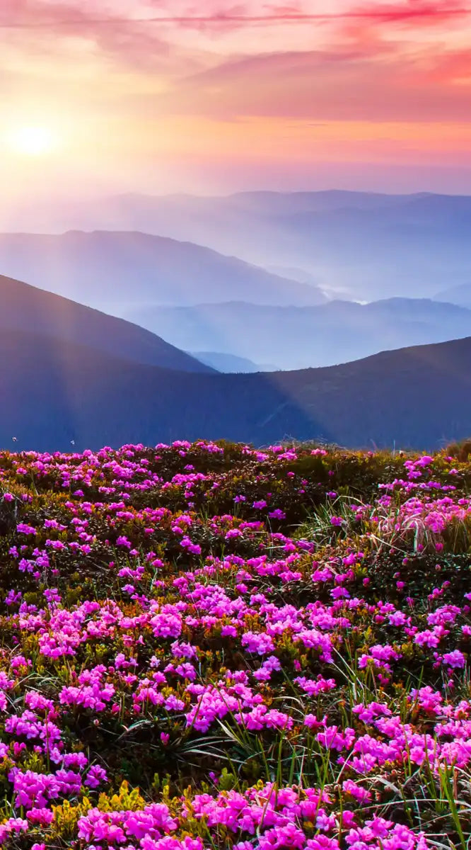 Pink Flowers At Sunset Wall Art