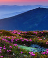 Pink Flowers At Sunset Wall Art
