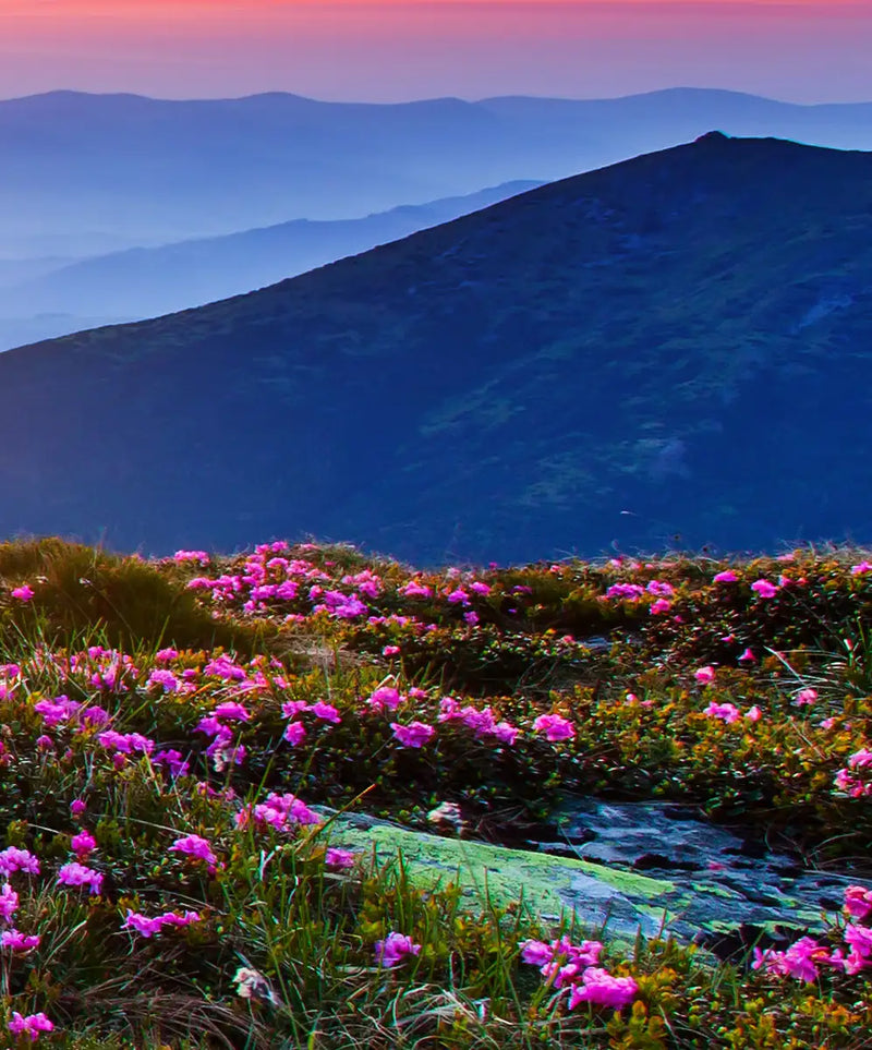 Pink Flowers At Sunset Wall Art