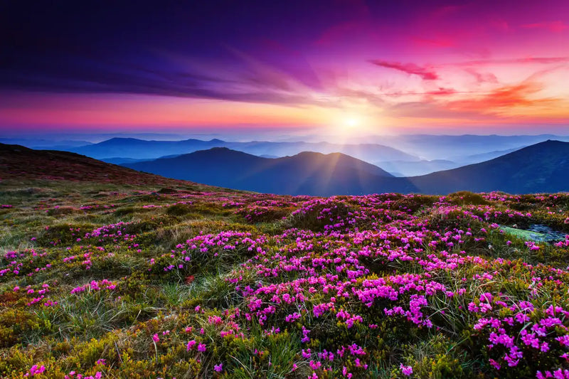 Pink Flowers At Sunset Wall Art