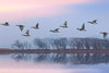 Pink Sky Over Ducks Wall Art