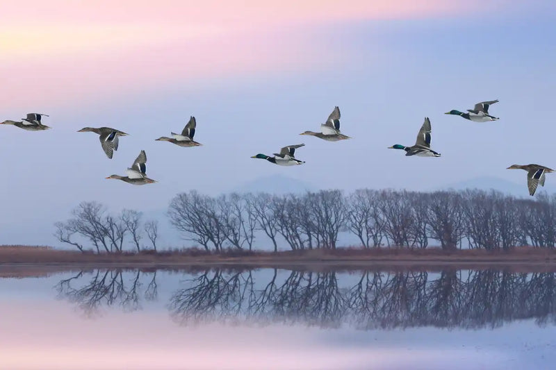 Pink Sky Over Ducks Wall Art