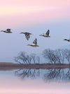 Pink Sky Over Ducks Wall Art