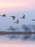 Pink Sky Over Ducks Wall Art