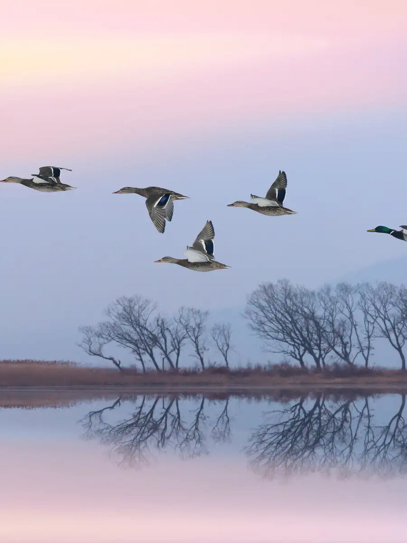 Pink Sky Over Ducks Wall Art