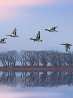 Pink Sky Over Ducks Wall Art