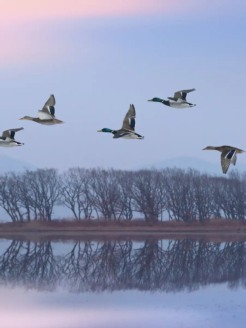 Pink Sky Over Ducks Wall Art