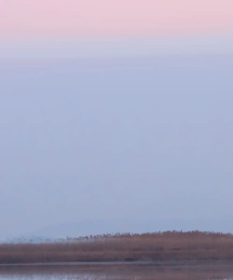 Pink Sky Over Ducks Wall Art
