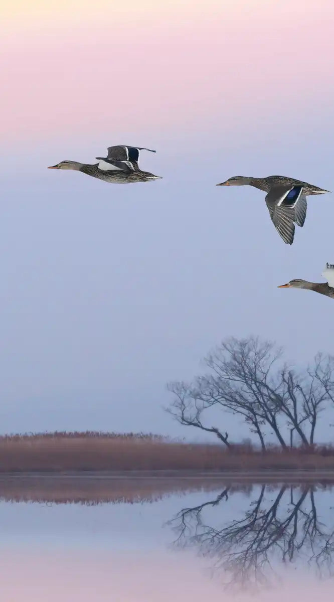 Pink Sky Over Ducks Wall Art