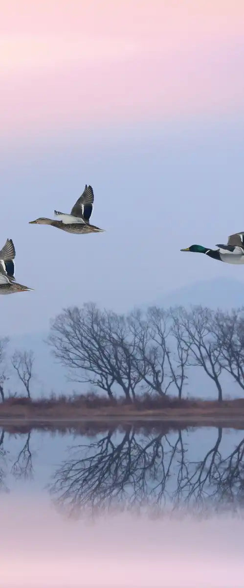 Pink Sky Over Ducks Wall Art