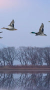 Pink Sky Over Ducks Wall Art