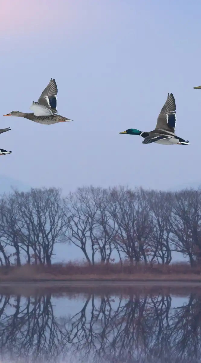 Pink Sky Over Ducks Wall Art