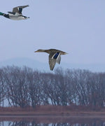 Pink Sky Over Ducks Wall Art