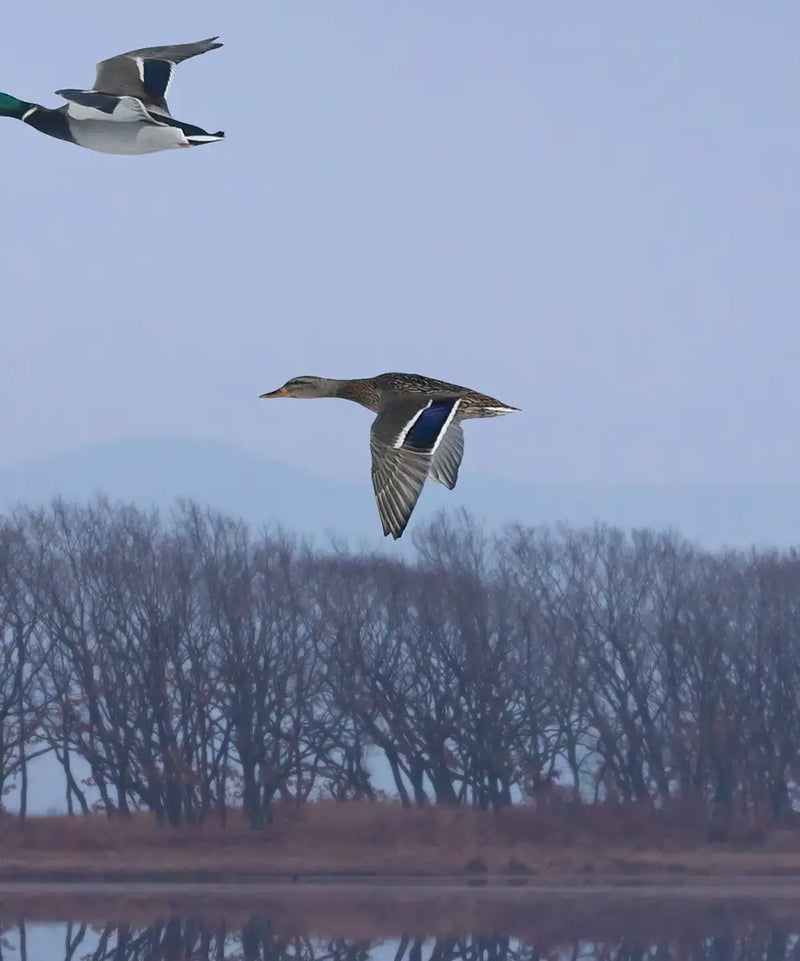 Pink Sky Over Ducks Wall Art