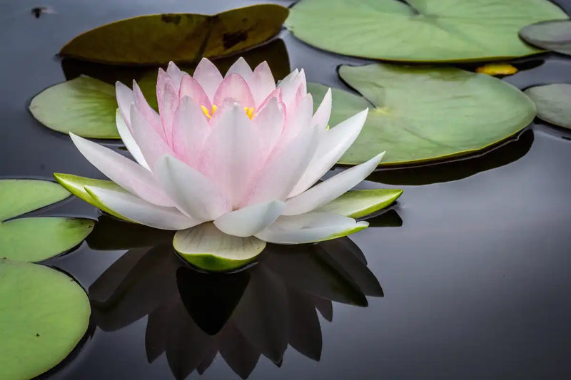 Pinkish White Lotus Wall Art